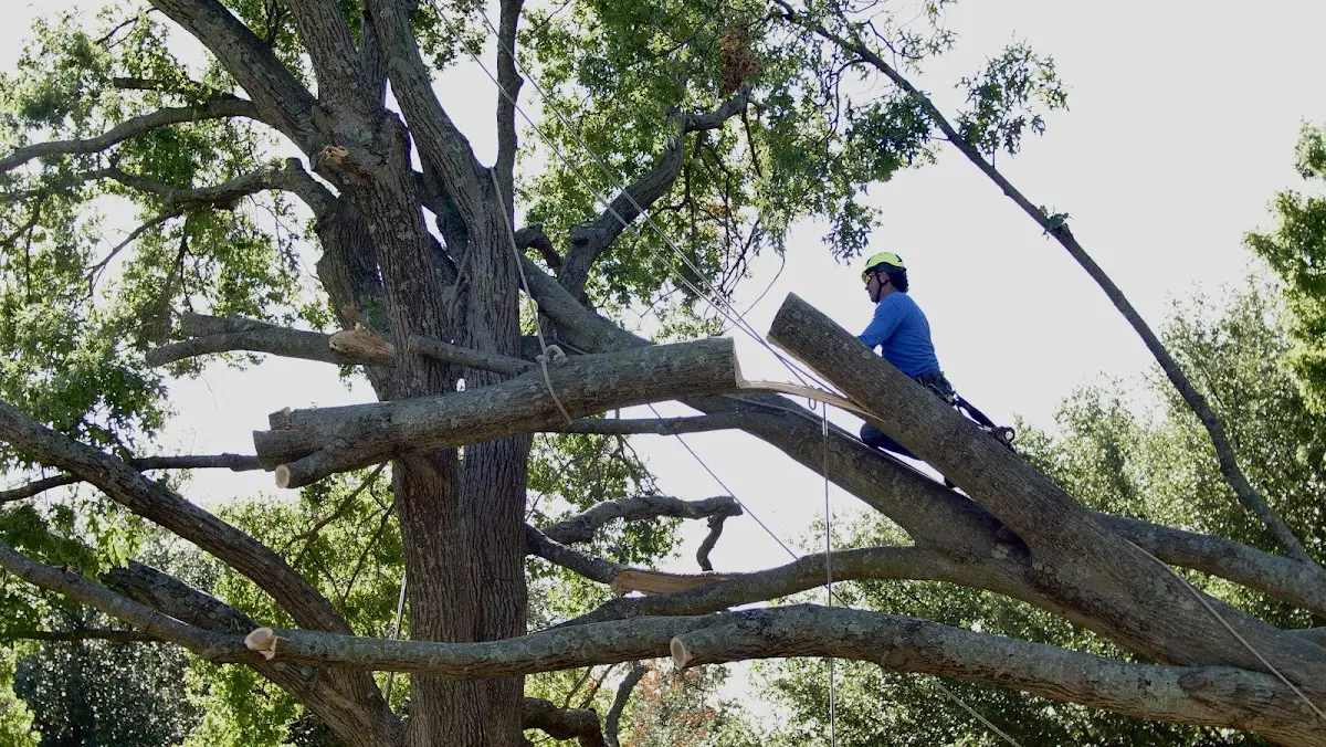 Professional Crown Thinning performed by certified arborists in Audubon