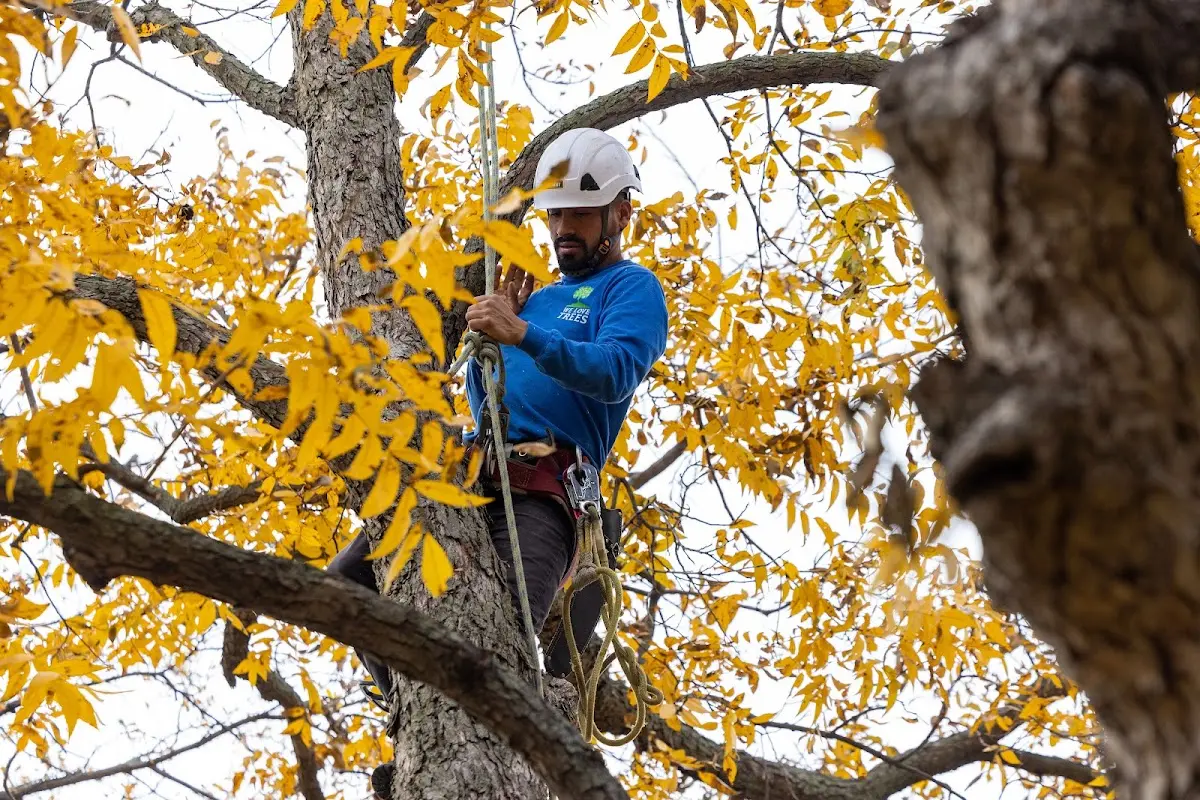 Skilled Tree Planing crew working in Audubon