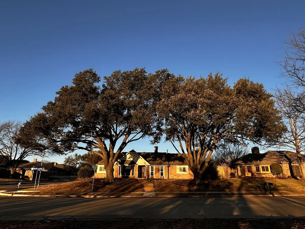 Established residential canopy tree shading a home in Audubon